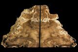 Petrified Wood Bookends - McDermitt, Oregon #141089-1